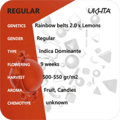 Rainbow Belts 2.0 x Lemon Tree, Фасовка: 11